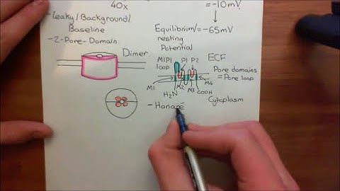 The Two Pore Domain Potassium Channels Part 3