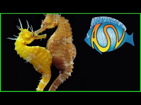 Welke AQUARIUMVISSEN kan je EENVOUDIG KWEKEN? | Aquarium Sunshine Valley