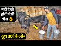 SUPER Murrah Buffalo Milk 30KG+ | Beniwal Dairy Farm HaryanaIn 2020