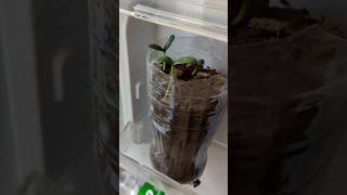 زرعة شجرة تفاح في الثلاجة 😱