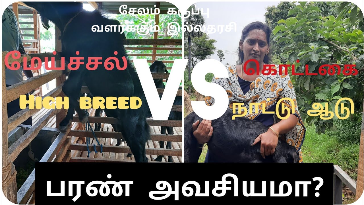 ஆடு வளர்ப்புக்கு முன் இந்த Video வை பார்க்க miss பண்ணிடாதீங்க | TFO Farm channel