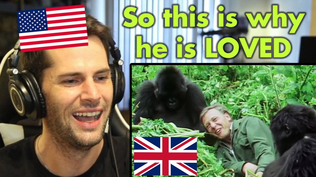 American Reacts to David Attenborough's BEST Moments