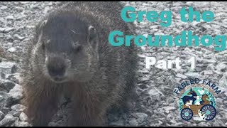 Greg the Groundhog Explores Fabled Farm | Greg the Goundhog Part 1