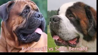 Bullmastiff vs Saint Bernard by Emily Haddock 9,138 views 7 years ago 1 minute, 49 seconds