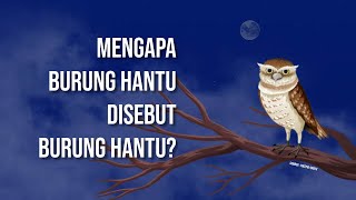 Mengapa Burung Hantu disebut Burung Hantu? Ini Penjelasannya...