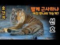 [서울대공원 호랑이 차도남 선호] 여친 만나러 가는겨? 동생 수호는 어쩌구 유달리 근사했던 선호 카리스마 호간지나는 시베리아 호랑이 Siberian Tiger Seoul Zoo