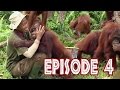 We Love Orangutans - "Babysitter Coordinator, Sri Rahayu"