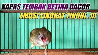 Kapas tembak gacor emosi tingkat tinggi ngamuk-ngamuk || Pancingan katem bahan ampuh