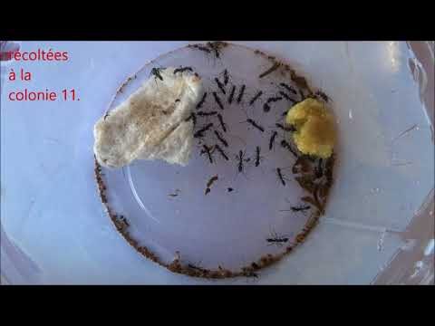 Au brésil, les fourmis... Chapitre II