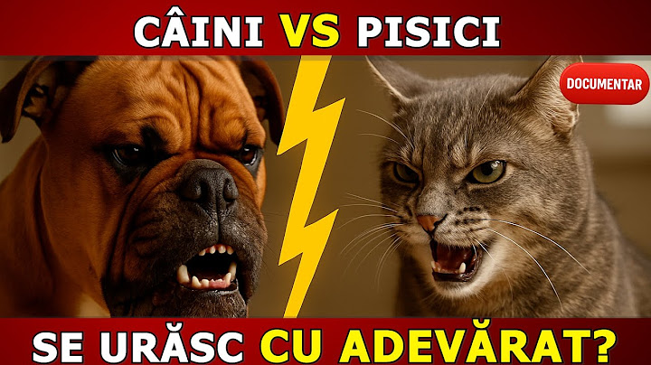 Pisici vs Câini 🐾 Se Urăsc cu Adevărat? – Adevărul | Documentar Educațional