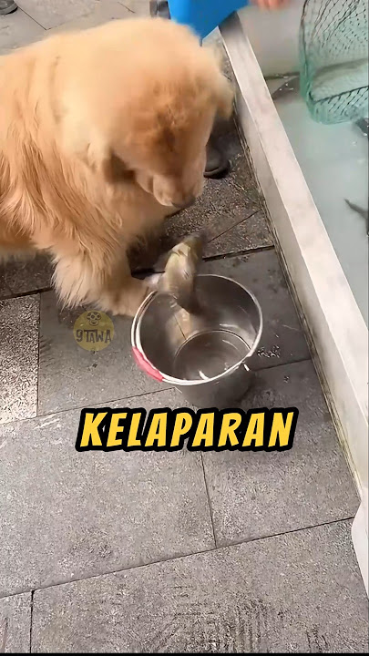 Anjing Yang Baik HATI❗😮 #anjing #lucu #videoviral