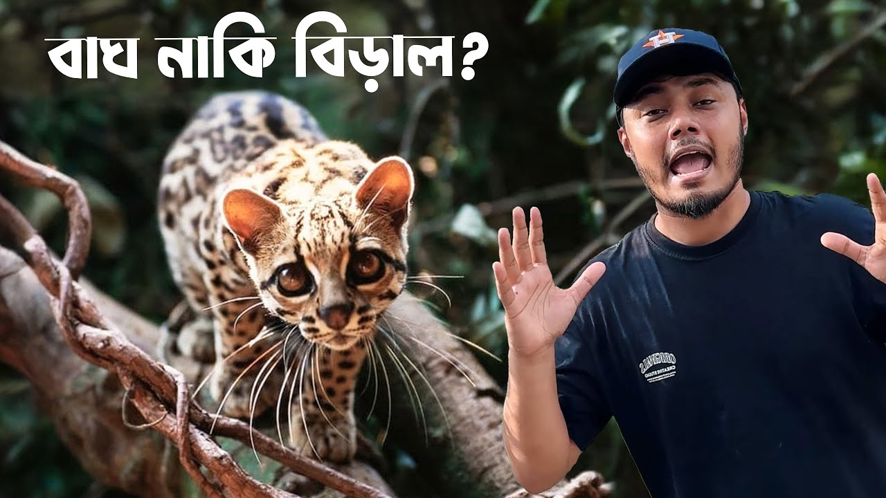 চিতা বাঘের মত দেখতে বন বিড়াল আশ্রয় দিয়েছি | Wild Cat Rescue