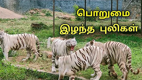 பொறுமை இழந்து புலிகள்/ துள்ளி திரிந்த மயில்கள்