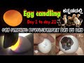 chicken egg candling day 1-21 in Kannada | LSM Home Made Incubators |