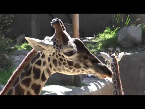 Video: Zoológico y Jardín Botánico de Los Ángeles