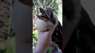 Kookaburra Catch And Release