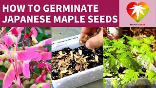 How to germinate Japanese maple seeds