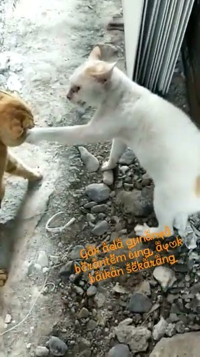 kucing berantem
