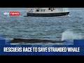 Rescue efforts intensify to save stranded humpback whale