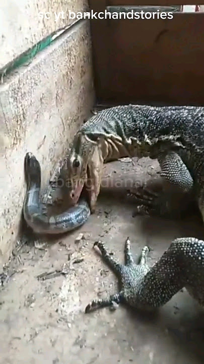 PENAMPAKAN BIAWAK MAKAN ULAR KADUT‼️ #shorts