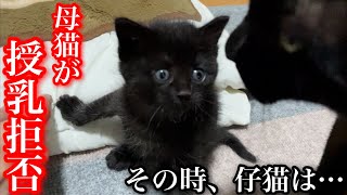 母猫が授乳を嫌がるようになりました。その時子猫がとった行動とは…