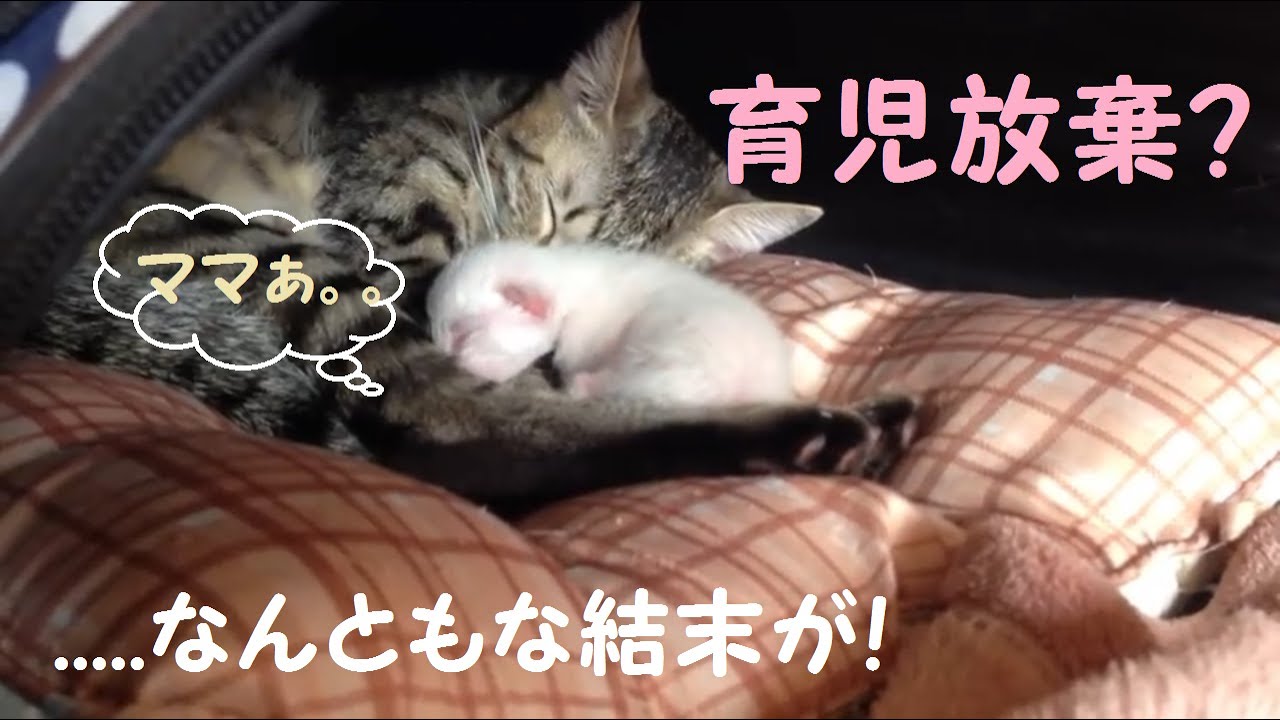育児放棄 ママおっぱいちょうだい なんともな結末 かわいい赤ちゃん子猫3日目 仔猫 Child Neglect Cat 授乳拒否 Youtube 育児放棄 ママおっぱいちょうだい なんともな結末 かわいい赤ちゃん子猫3日目 仔猫 Child Neglect Cat 授乳拒否 Youtube