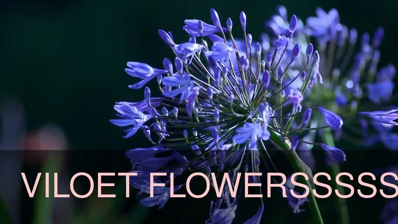 MAD FLOWERS YouTube