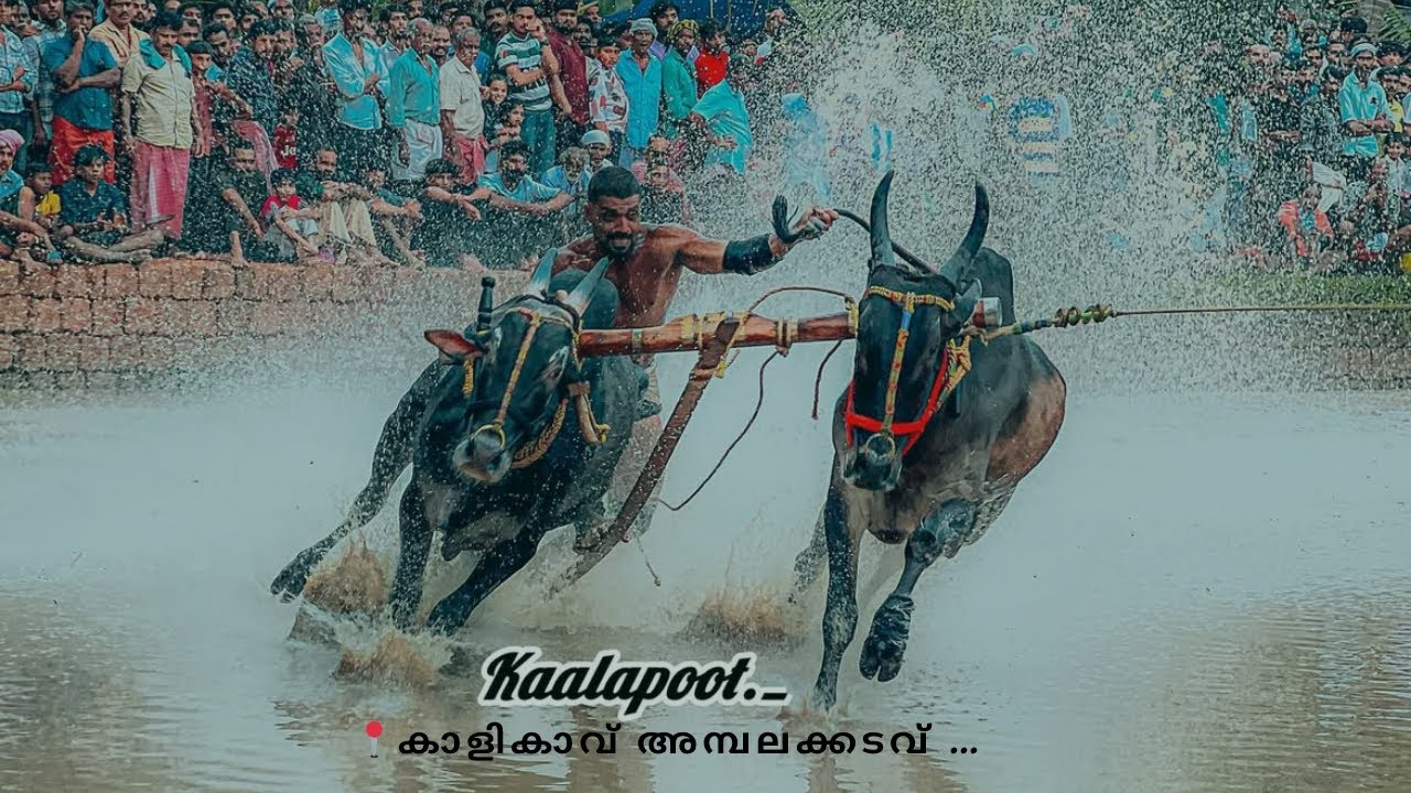 കാളികാവ് അമ്പലക്കടവിൽ ഇന്നലെ നടന്ന കാളപൂട്ട് മത്സരം |#subscribe #share #like #support 