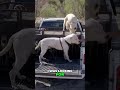 Finding The Perfect Dogo Argentino For My Family Adventure Finding The Perfect Dogo Argentino For My Family Adventure