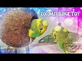 HOW TO MAKE COCONUT BIRD TOY FOR A BUDGIE?