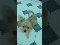Вот такие милые собачки.