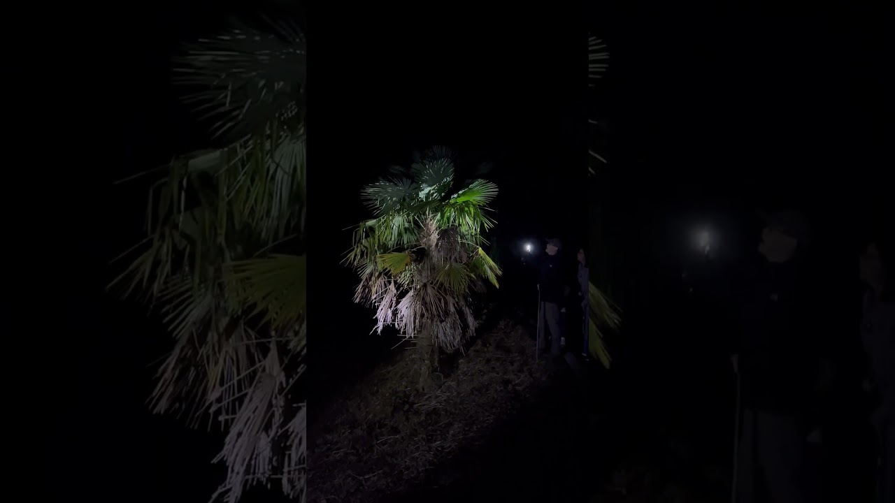 заключительная часть нашей ночной экскурсии 