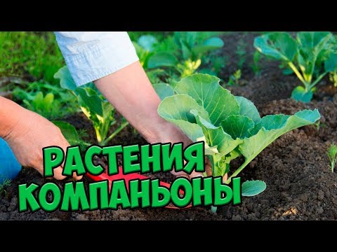 Видео: Посадка капусты-компаньона - Какие растения-компаньоны хороши для капусты