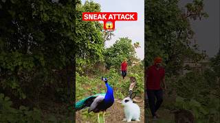Peacock Sneak Attack on Snake 😱 | Rare Hunting Moment Caught on Camera #peacock #birds #viralvideo