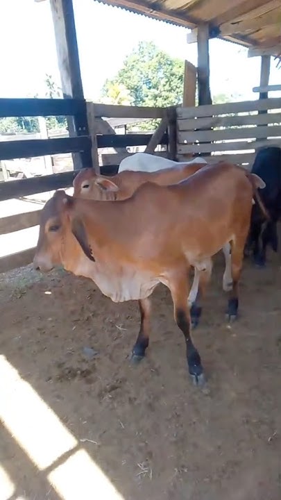 Apartando gado #agro #pecuarista #fazenda