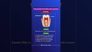 Five Major Functions and Location of Enamel #shorts #science #biology