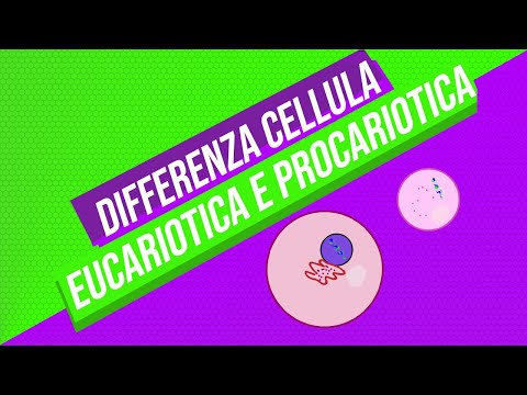 Video: Le cellule del tuo corpo sono procariotiche o eucariotiche?