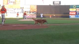 Derby, the Trenton Thunder bat dog
