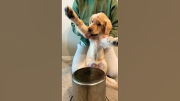 Thumbnail of My Puppy Hates The Drums 😂 #shorts #golden #puppydrums