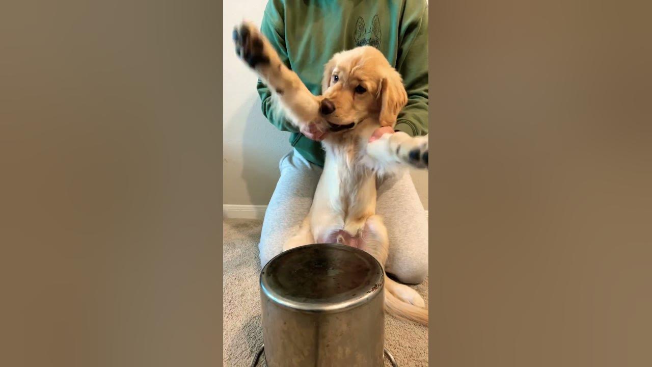 My Puppy Hates The Drums π #shorts #golden #puppydrums My Puppy Hates The Drums π #shorts #golden #puppydrums