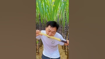 Why are Chinese sugarcanes so soft? #sugarcane #china #ganna