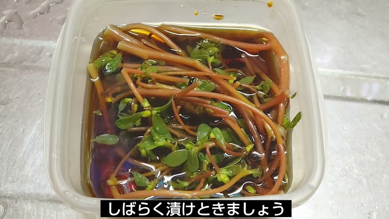 スベリヒユ(雑草)を食べるアホ