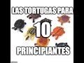 LAS 10 TORTUGAS PERFECTAS PARA PRINCIPIANTES