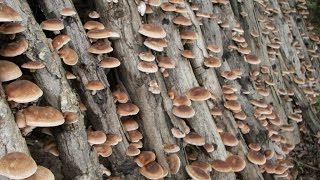 Выращивание грибов  шиитаке на бревнах в домашних условиях  Mushroom Shiitake