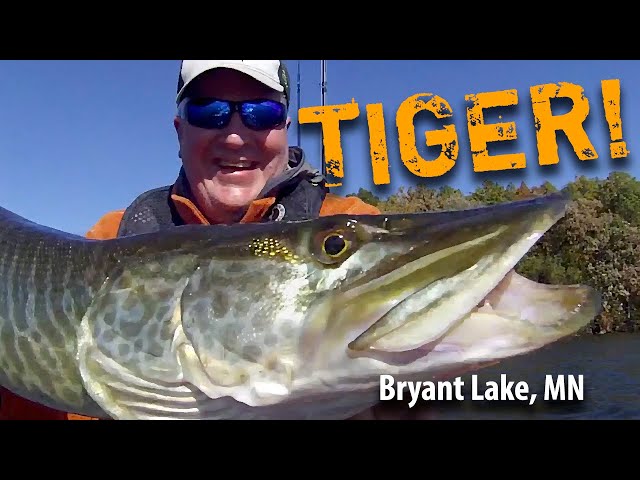 Bryant Lake Minnesota Tiger Musky
