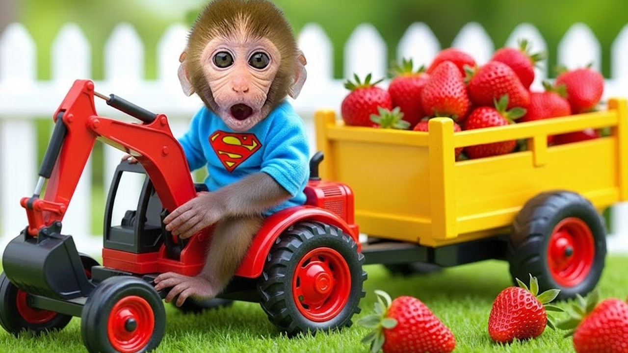 꼬마 원숭이 GoGo가 아기 오리와 함께 농장에서 딸기를 따요 - Gogo Monkey Aventure