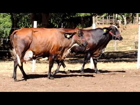 LOTE 64 - TADEU FAZENDINHA -  DUPLO MATRIZES 1