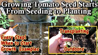 A Complete Tomato Seed Starting Guide from Indoor Seeding to Outdoor Planting: Every Step In Between