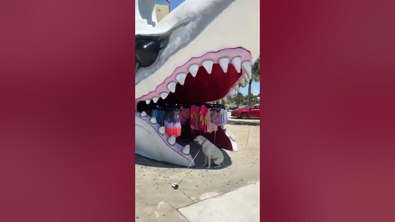 Shark attack Panama City - YouTube