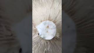 Очень большие грибы(грузди)
